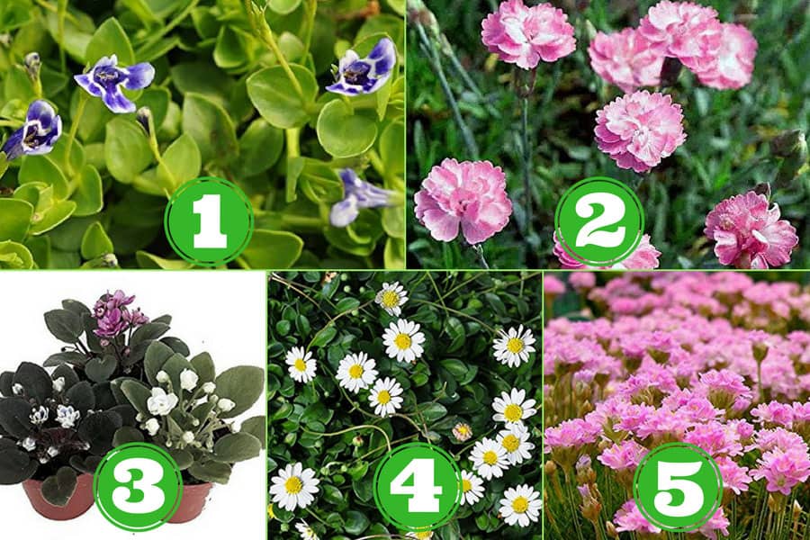 10 Miniature Flowering Plants For A, Best Flowers For Fairy Garden