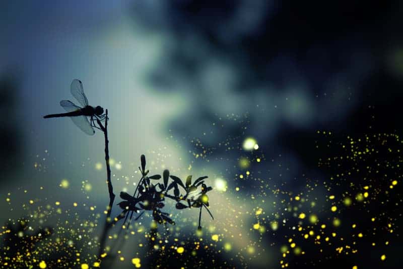 Abstract and magical image of dragonfly silhouette and Firefly flying in the night forest. Fairy tale concept.