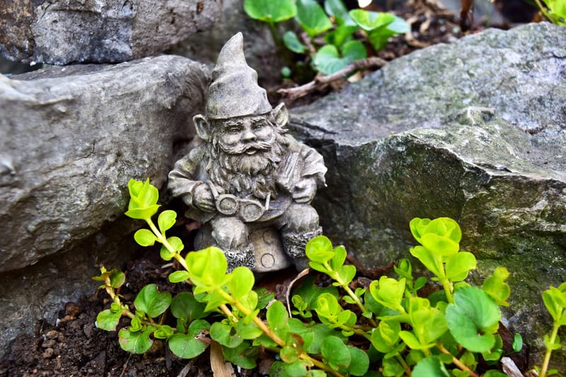 Gnome in a garden