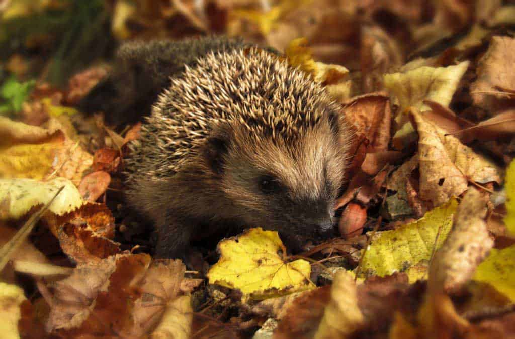 Canva Brown And Black Hedgehog Standing On Brown Dry Leaved