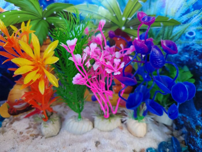 mermaid fairy garden plants