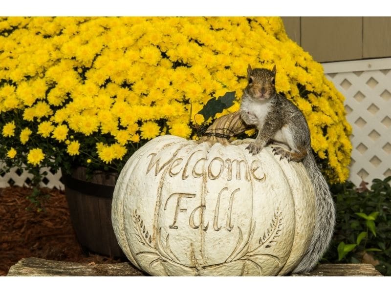 Discover Magical Autumn Miniatures for Your Fairy Garden