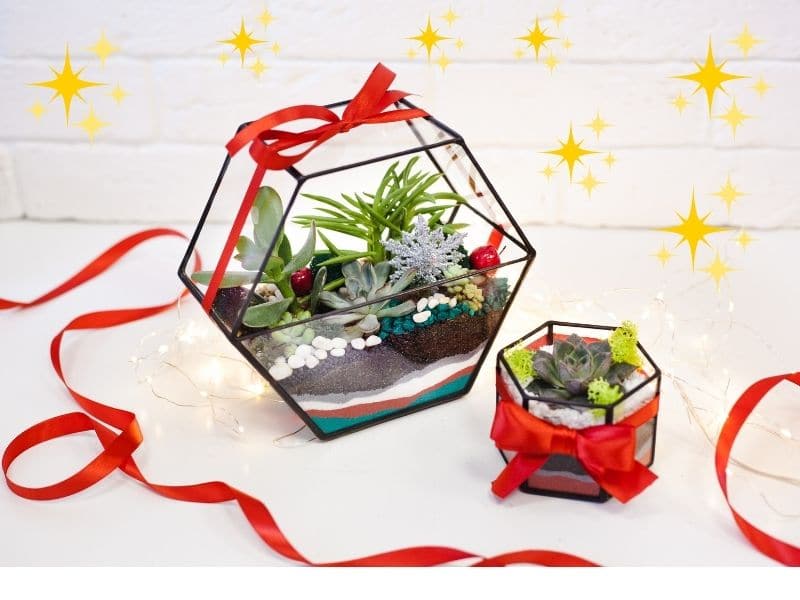 adorable terrariums