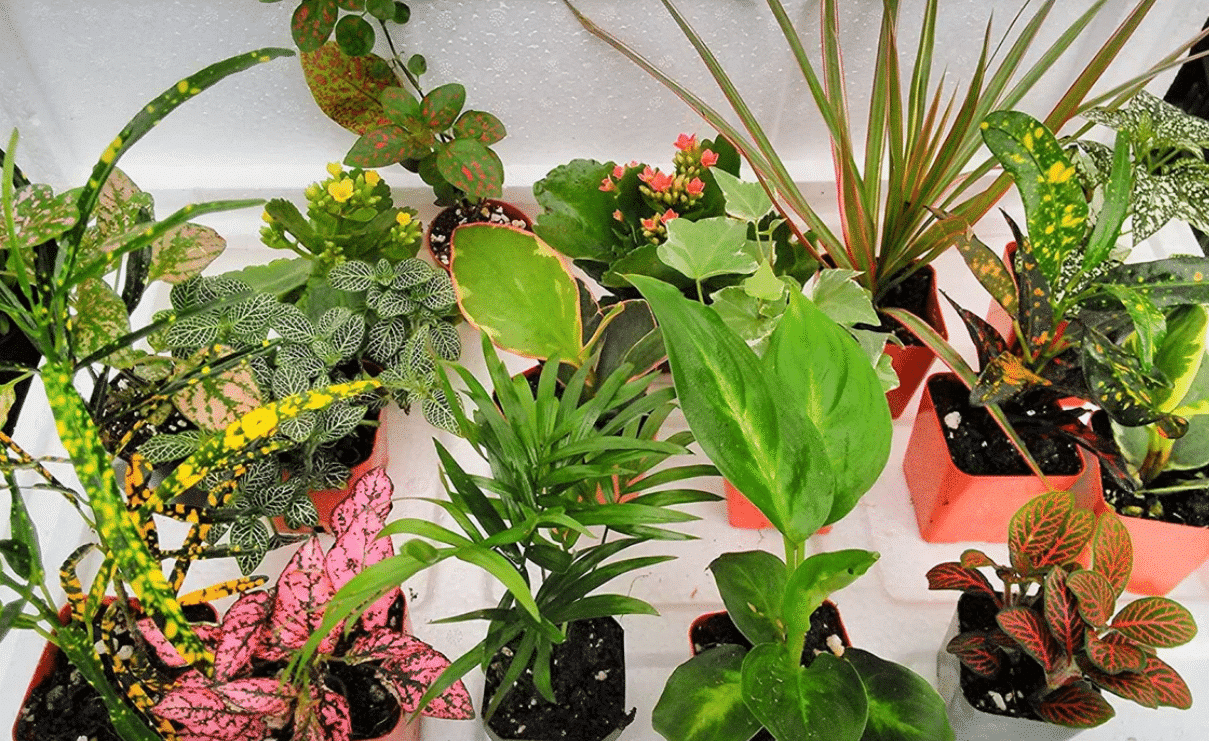 fairy garden plants