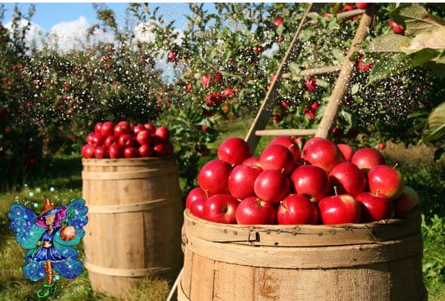 apple orchard